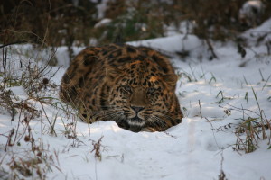 дальневосточный леопард
