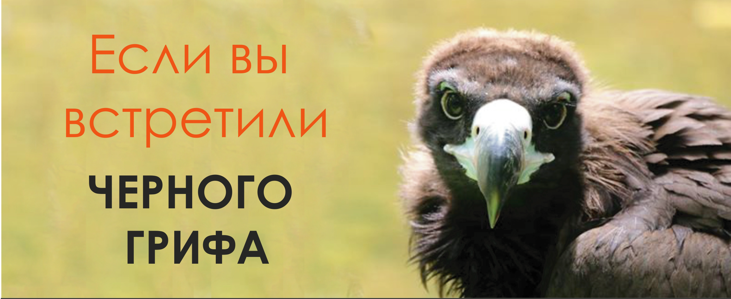 черный гриф красная книга